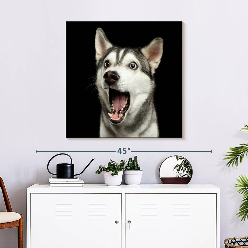 Brampt Surprised Siberian Husky, 30" H x 30" W