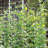 Trellises