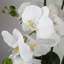 Plant-88685039-88685040