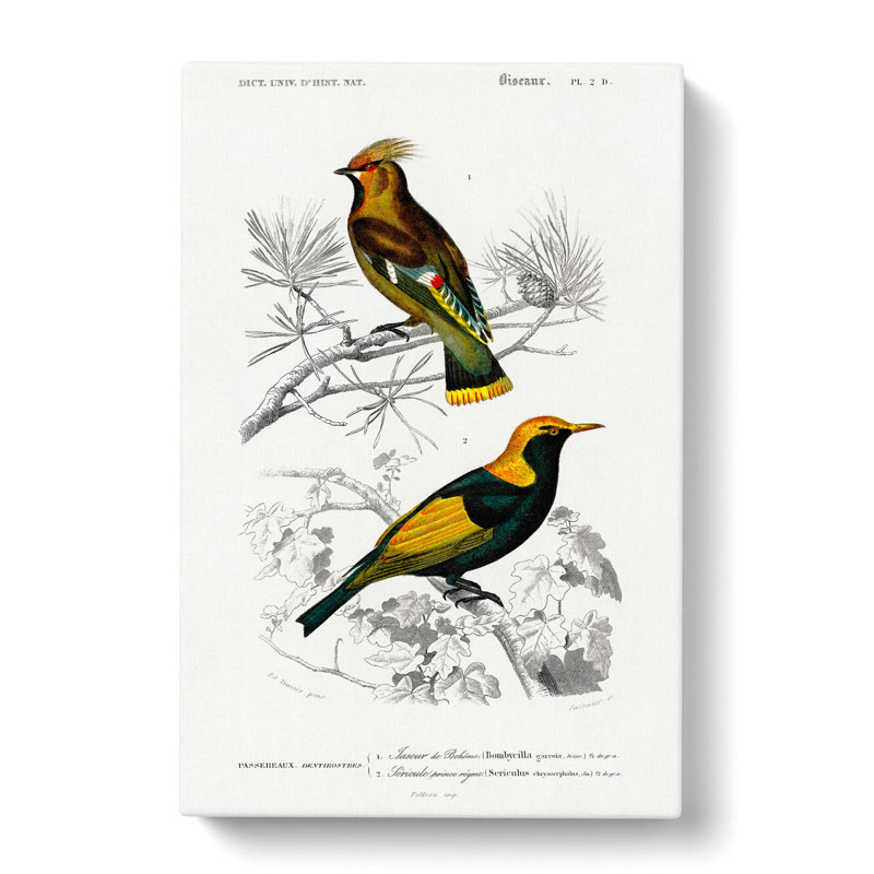Bird Illustrations PL. 2d by Charles D' Orbigny - Wrapped Canvas Painting, 50cm H x 35cm W x 3cm D
