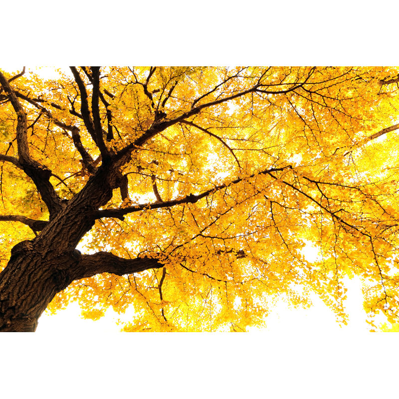 Autumn Ginkgo - Wrapped Canvas Print, 30cm H x 46cm W x 3.8cm D
