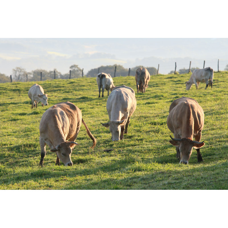 Vaches qui paissent - Photographie sur toile tendue, H 32 po x l 48 po