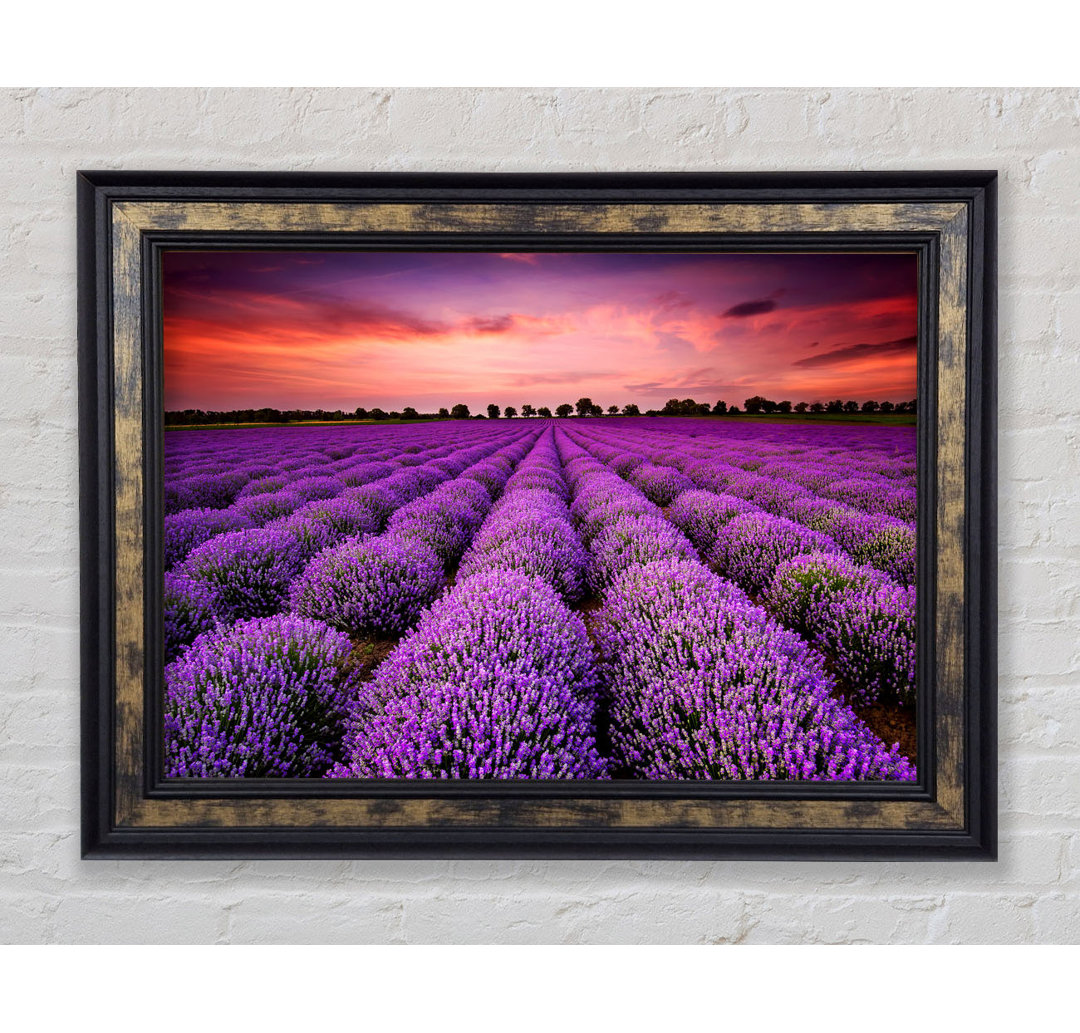 Gerahmtes Leinwandbild Lavender Fields