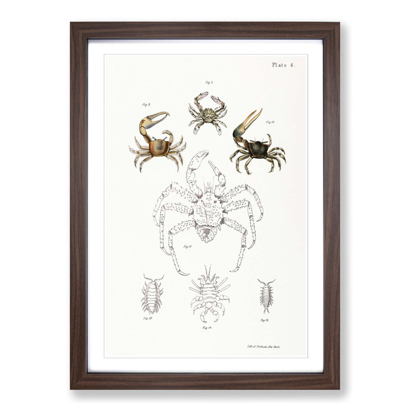 Crabs & Sea Creatures PL. 8 by J.E. De Kay - Framed Print, 36cm H x 27cm W x 2cm D, Walnut Framed