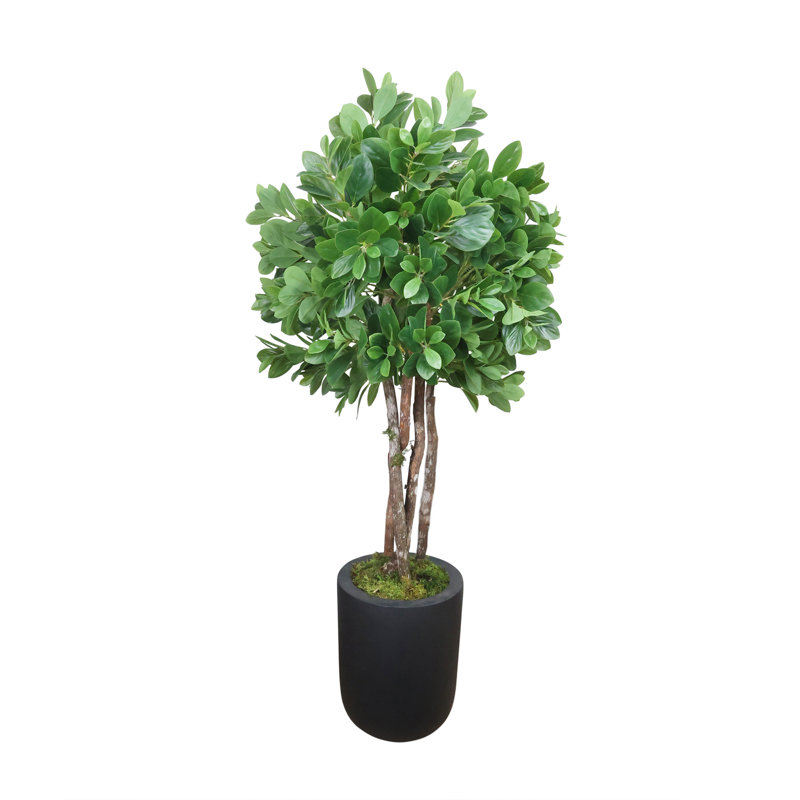 Peperomia en pot de fibres