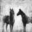 horses - 32"x32" art on canvas