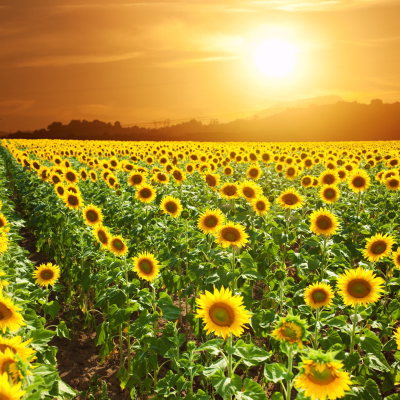 Sunflowers, 76cm H x 76cm W