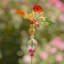 Piquet de jardin papillon