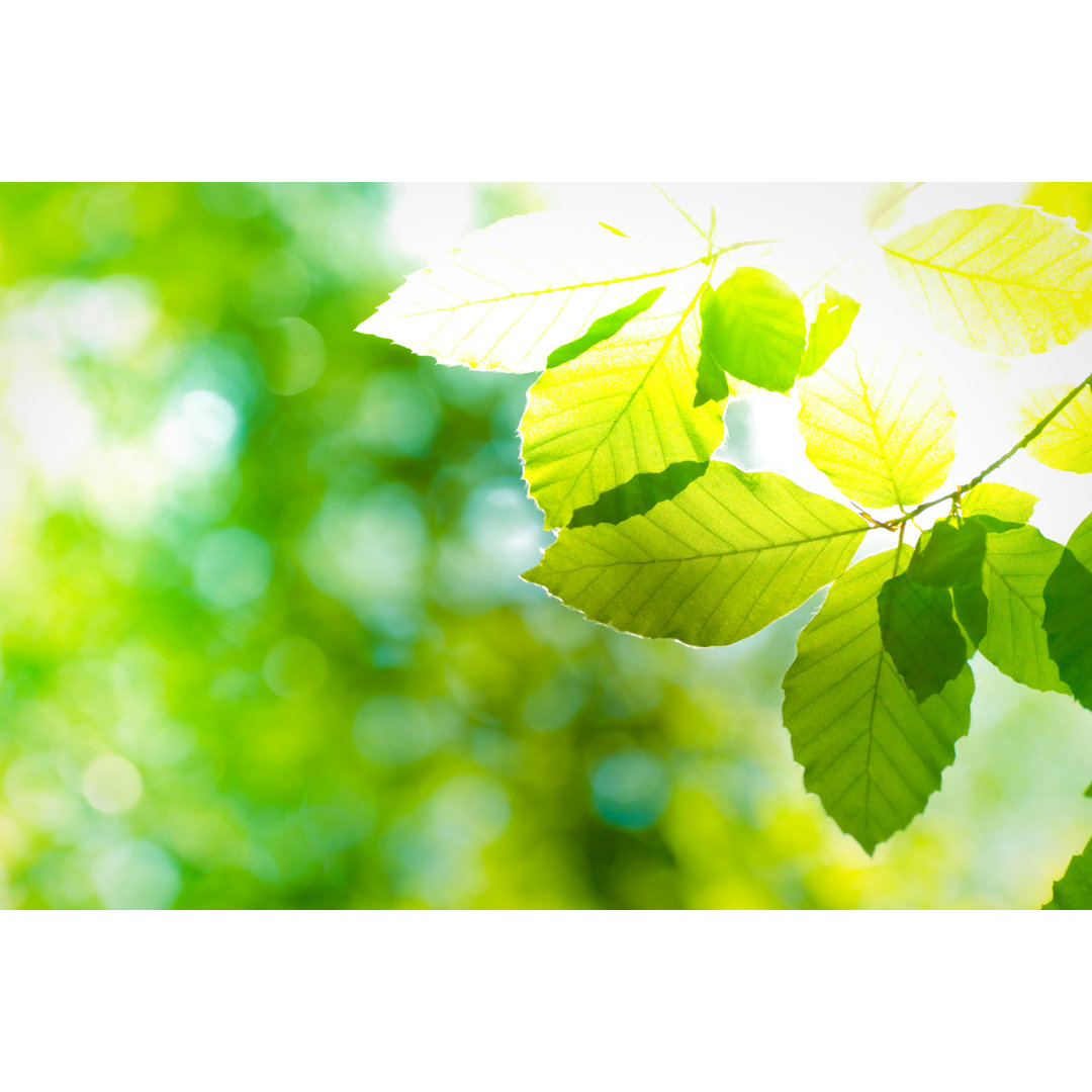 Spring Beech Leaves von Pawel Gaul - Kunstdrucke auf Leinwand ohne Rahmen