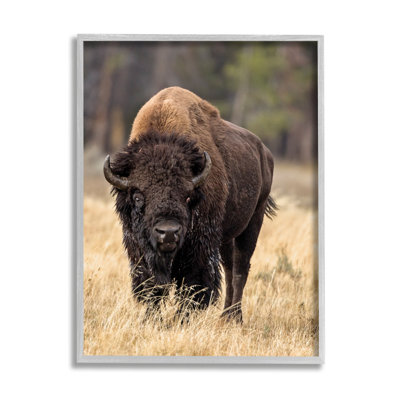 Bison sauvage américain qui broute de l'herbe rustique - Photographie