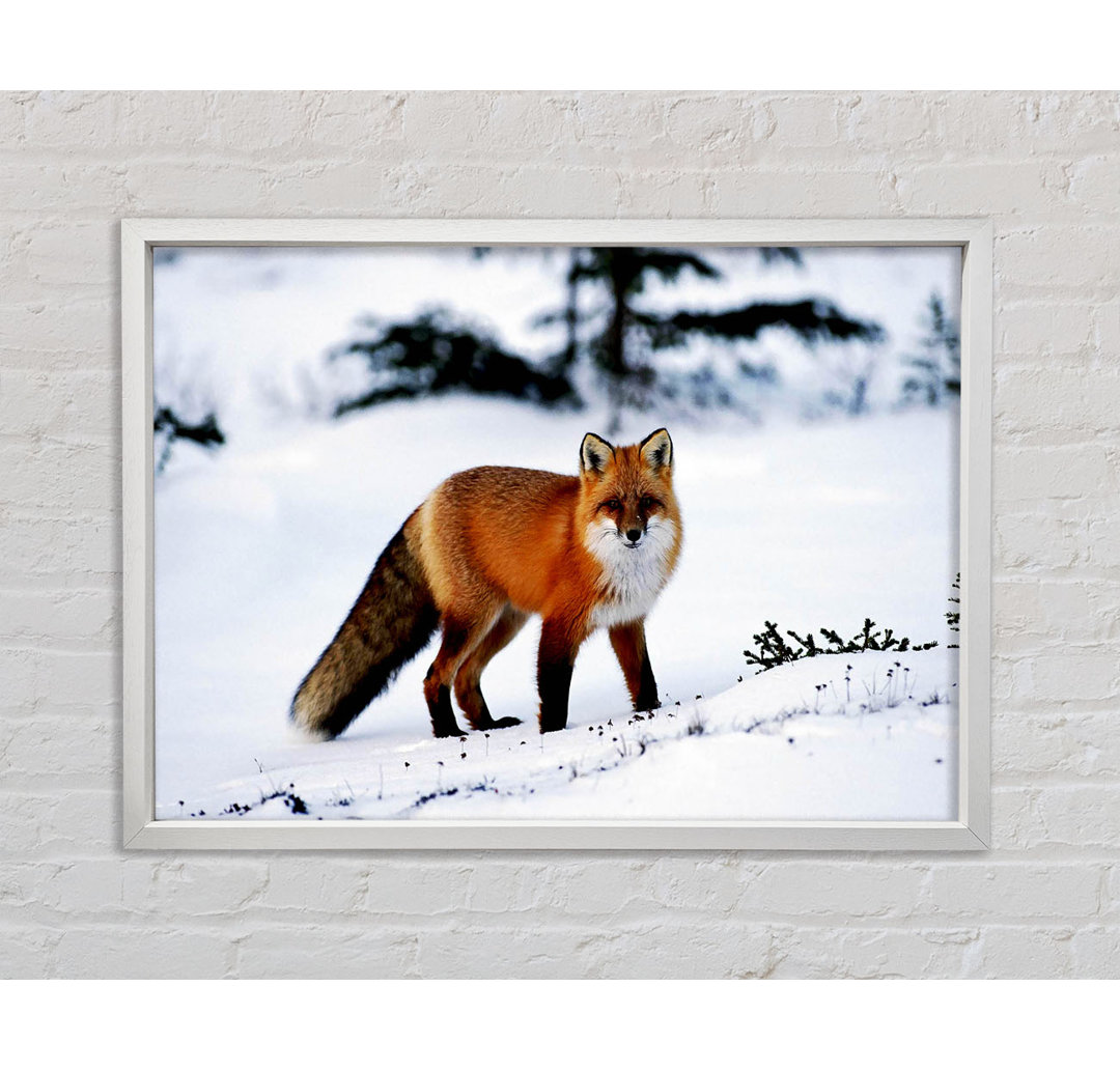 Arktischer Fuchs im Schnee - Einzelner Bilderrahmen Kunstdrucke auf Leinwand