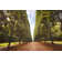 Macadamia Orchard by Turnervisual - Wrapped Canvas Print
