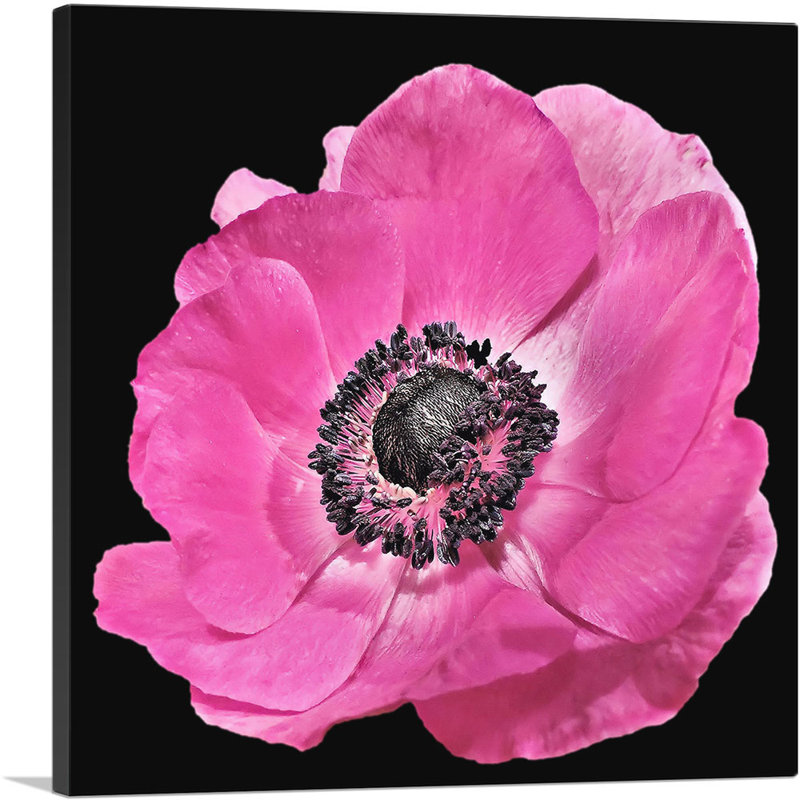 " Anemone Flower Home Decor ", 26" H x 26" W x 1.5" D