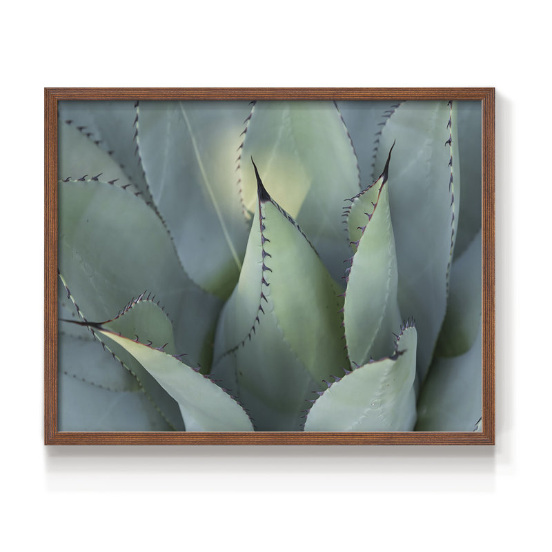 Agave bleu I - reproduction encadrée - réarmable, H 11 po x l 14 po, Noyer