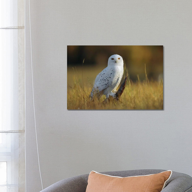 Snowy Owl Amid Dry Grass, British Columbia, Canada by Tim Fitzharris - Wrapped Canvas Gallery-Wrapped Canvas Giclée
