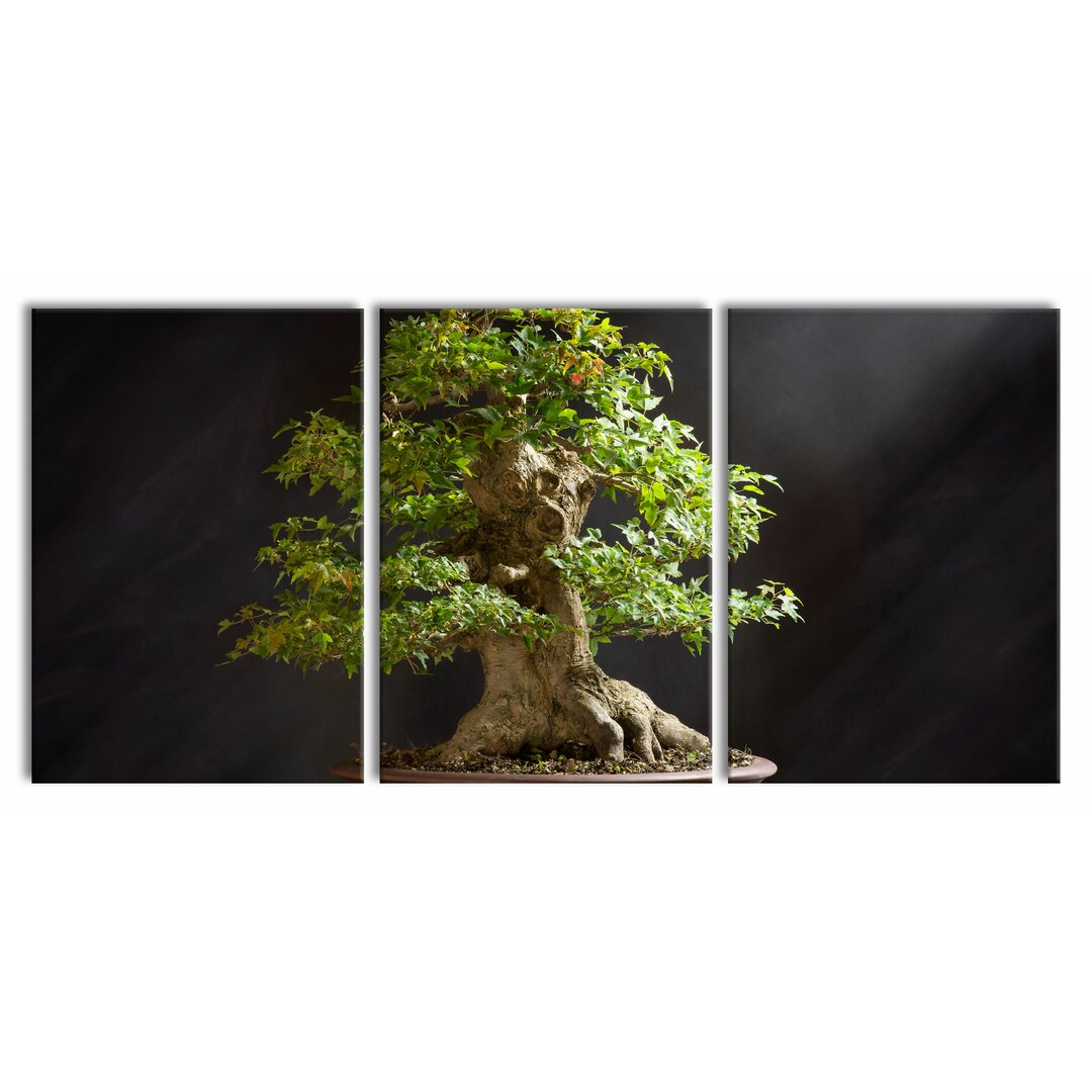 3-tlg. Leinwandbilder-Set Small Bonsai Tree