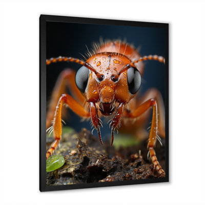 Ant Delicate Explorer IV " Ant Delicate Explorer IV "
