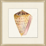 Watercolor Shell Collection 9 Painting
