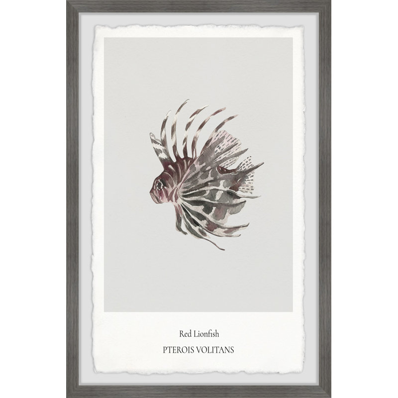 Red Lionfish - Single Picture Frame Print, 30cm H x 20cm W x 3.81cm D