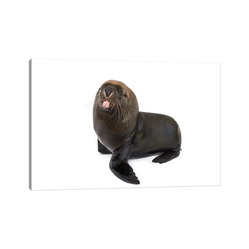 An Endangered, 12-Yr-Old Australian Sea Lion Named Malie, At The Taronga Zoo II by Joel Sartore - Wrapped Canvas Gallery-Wrapped Canvas Giclée