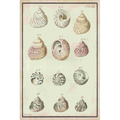 Synopsis de coquillage II