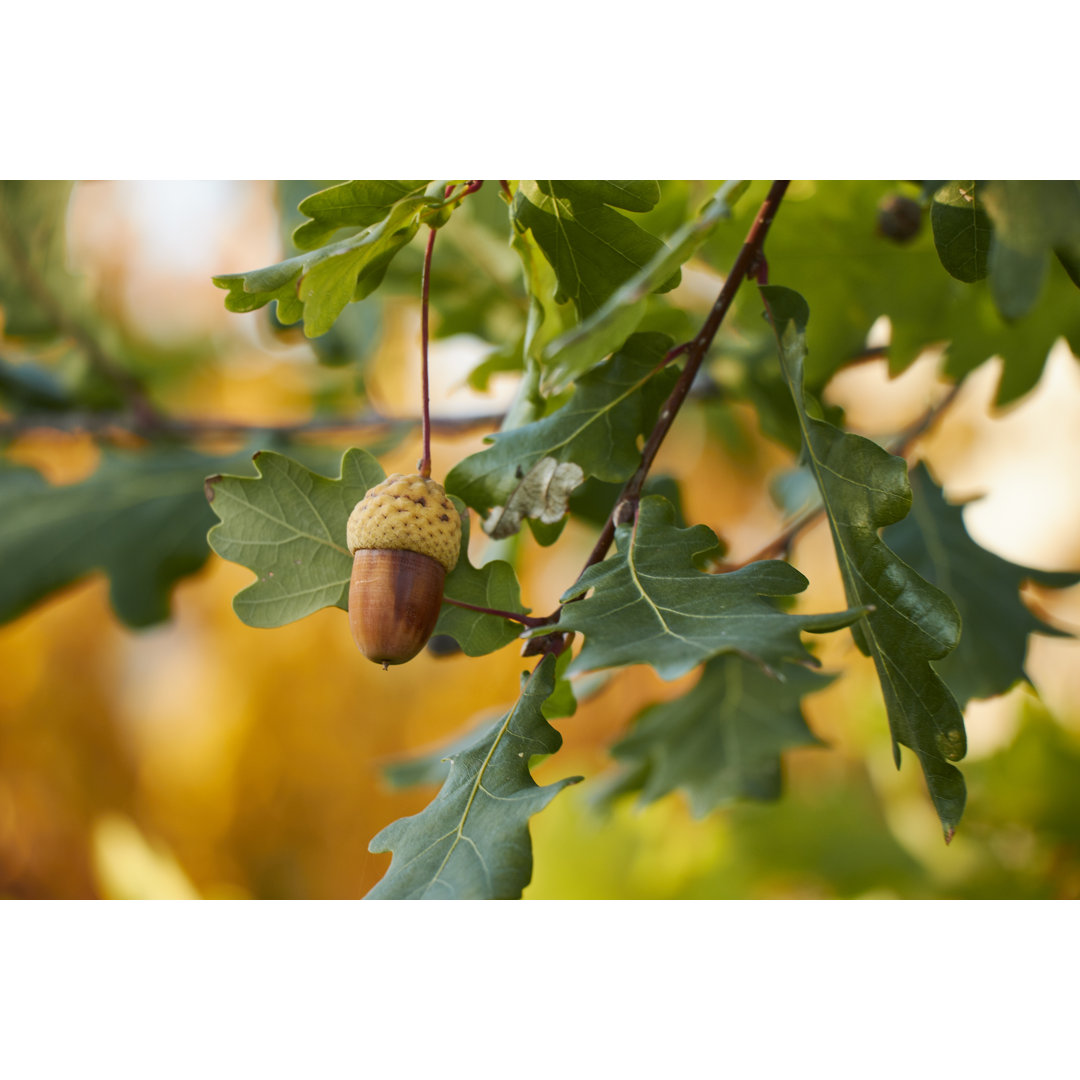 Leinwandbild Acorn Grow