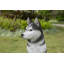 Husky sibérien assis