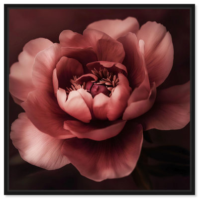 Velvety Richness I Canvas Luxe Flower Art by Art Remedy