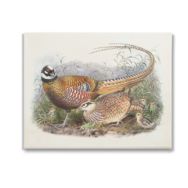 Art mural sur toile Pheasant Family in Nature par Wild Apple Portfolio, H 24 po x l 30 po