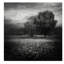 Beninga «Floral Field and Trees», reproduction de photo sur toile tendue-30393856