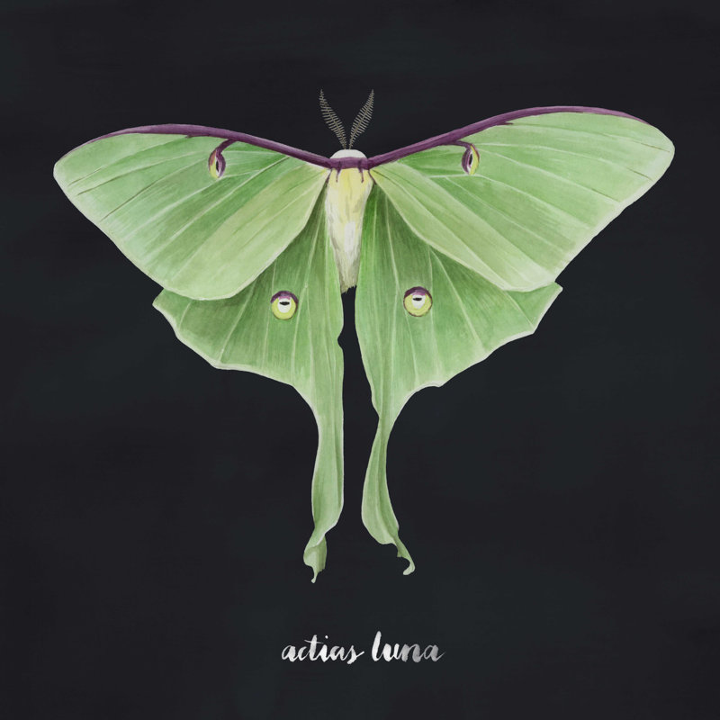 Luna Moth II, H 12 po x l 12 po x P 1,25 po