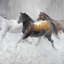 Troupeau de chevaux sauvages sur toile-592112682