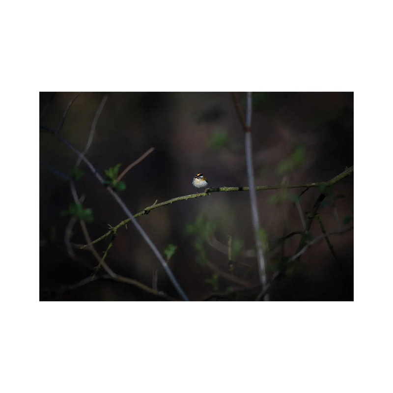 Glimmer 1 Piece Wrapped Canvas Wall Art, 66.04 cm H x 45.72 cm W x 3.175 cm D
