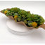 Conception succulente dans un vase en bois de noyer naturel en forme de feuille