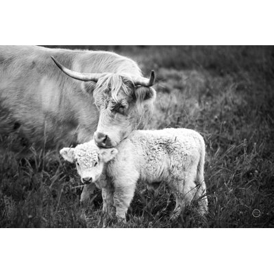 " Cow Care "