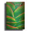 'Succulent VIII' By Dennis Frates Gold Metal Wall Art, 12" x 16"-133036602