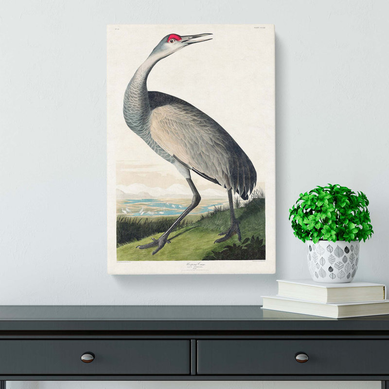 Hooping Crane by John Audubon - Wrapped Canvas, 76cm H x 50cm W x 3cm D