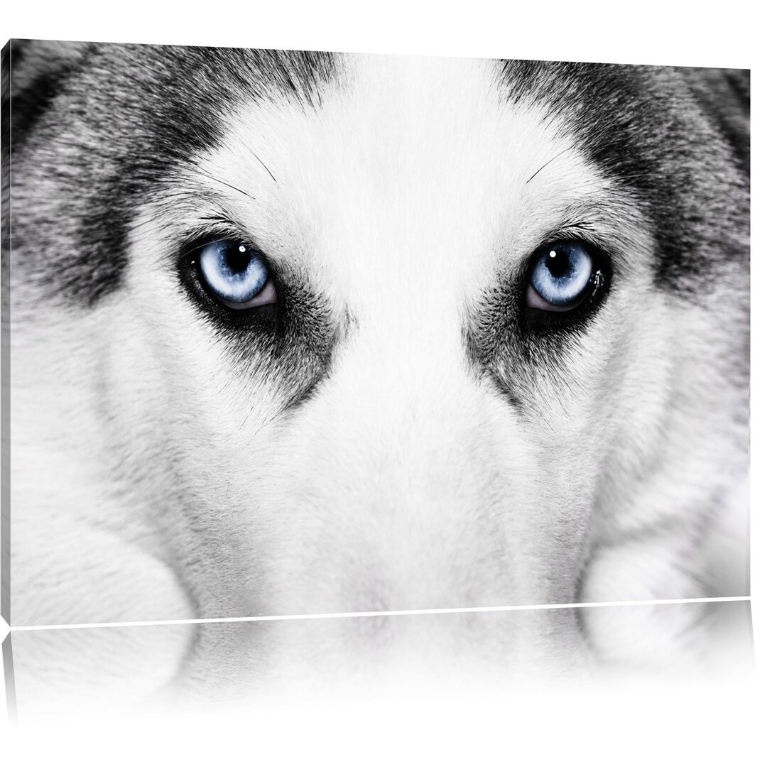 Leinwandbild Husky mit eisblauen Augen