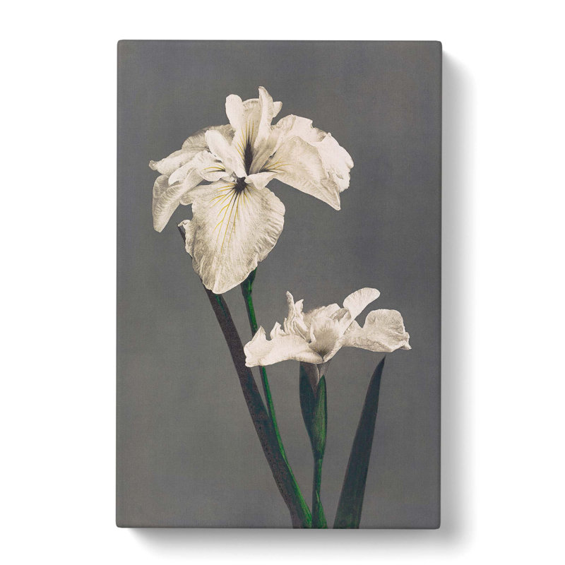 White Iris Flower by Kazumasa Ogawa - Wrapped Canvas Painting, 60cm H x 40cm W x 3cm D