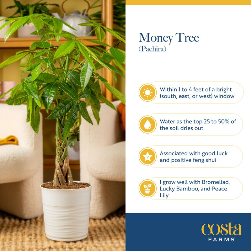 Plant Money Tree in Planter