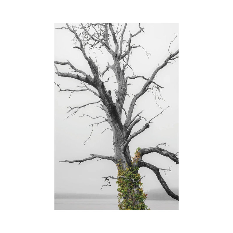 Colour Splash Ivy by Louis Ruth - Wrapped Canvas Print, 20.32 cm H x 30.48 cm W