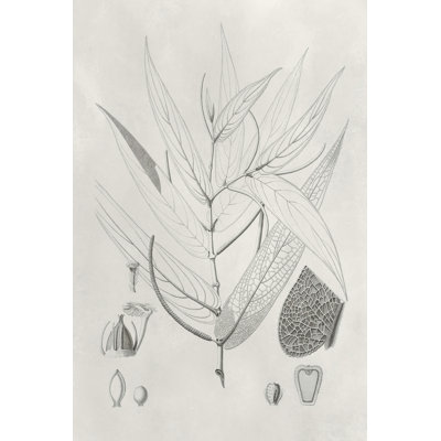 Vintage Leaves IV - Drawing