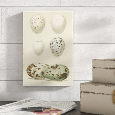 Antique Bird Egg Study II by Henry Seebohm - Painting Print