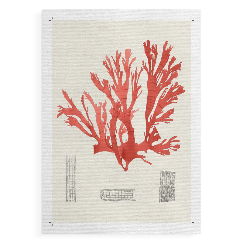 Étude de corail rétro - impression sur toile seulement - non encadrée, H 18 po x l 12 po