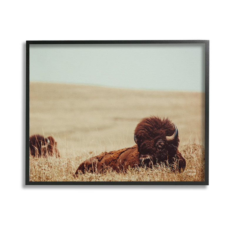 BisonRelaxinginFieldGicleeArtbyNathanLarson, Midnight Black Framed Giclee, 11" H x 14" W