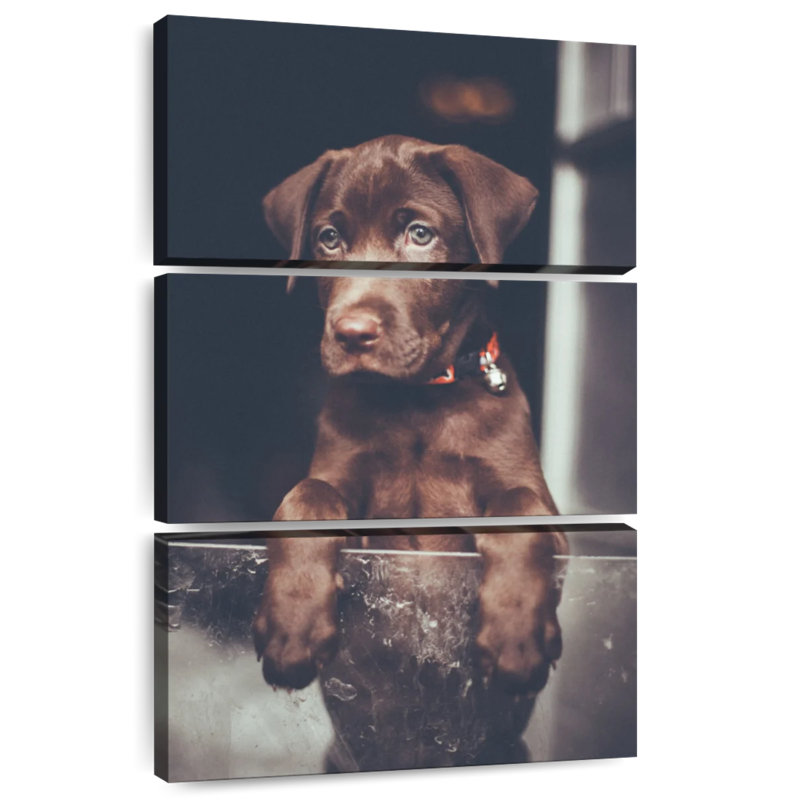 Chiot labrador Brampt chocolat, H 38 po x l 24 po