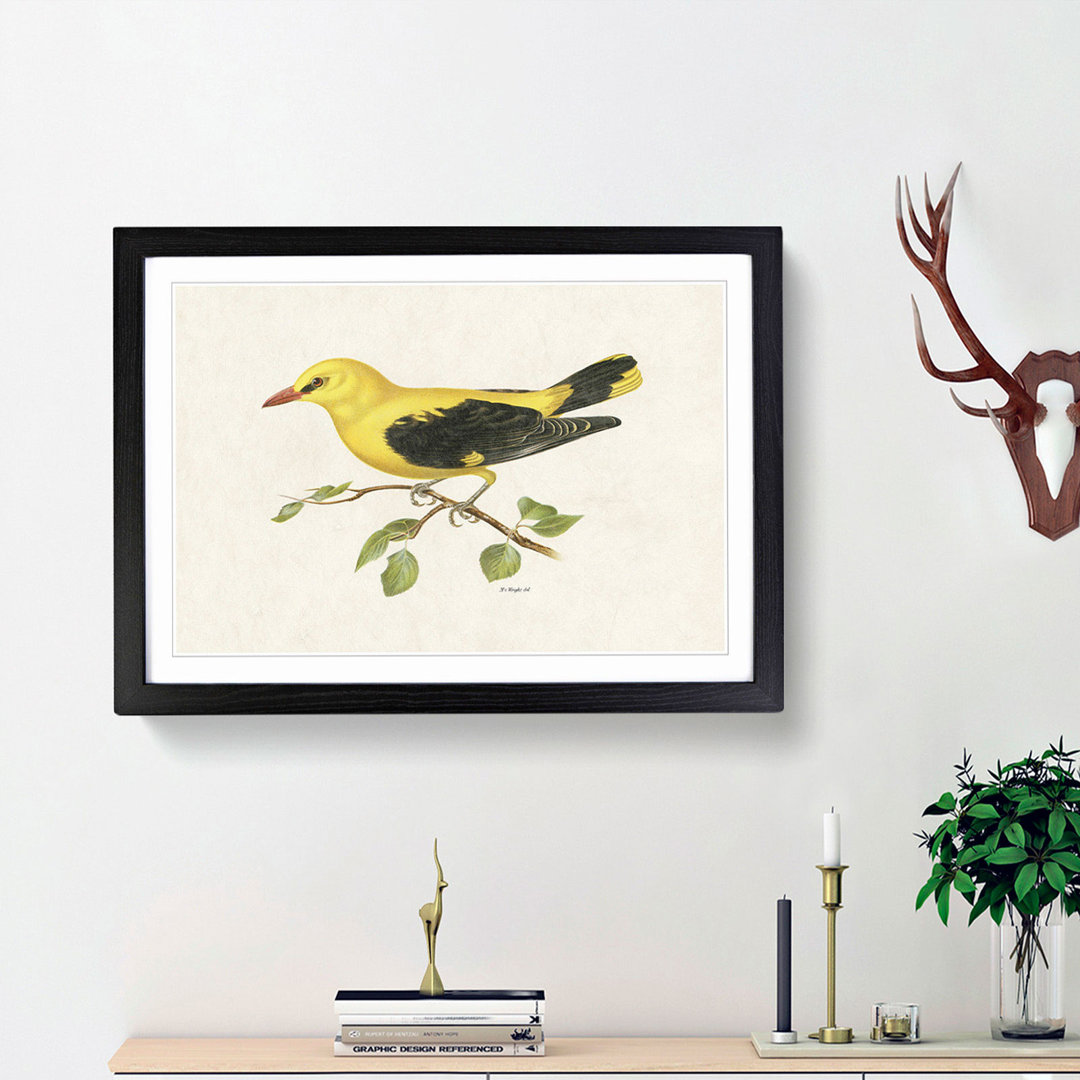 Eurasian Golden Oriole by Von Wright - Picture Frame Painting Print