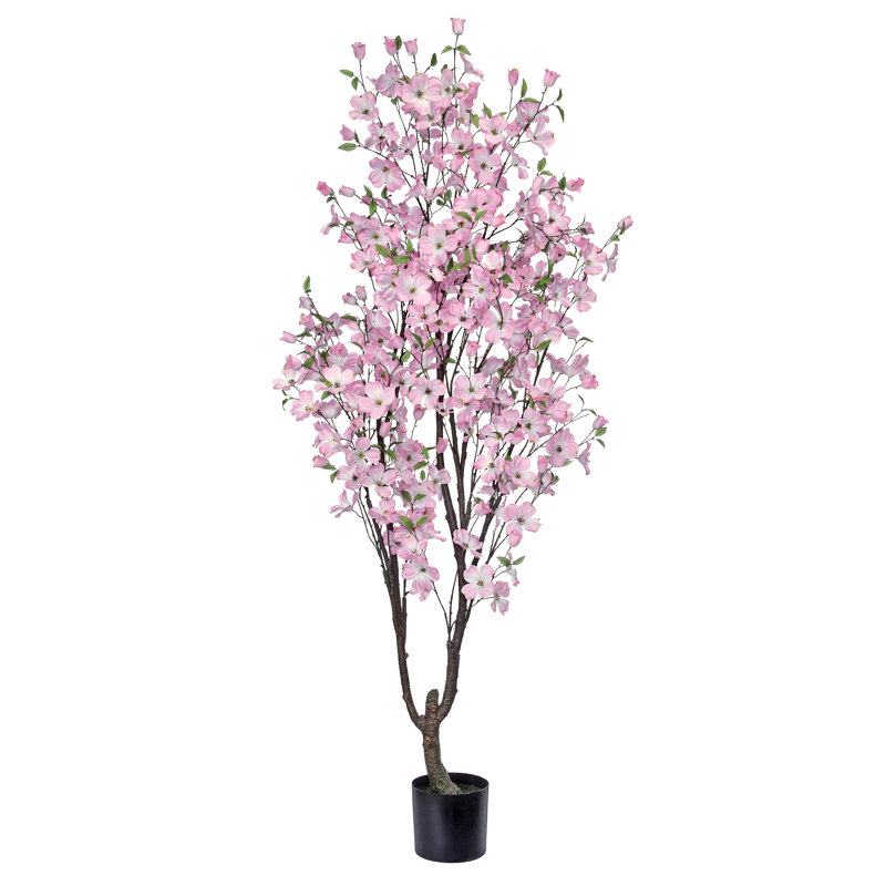 Cornouiller de 6,5 pi Southern, Rose