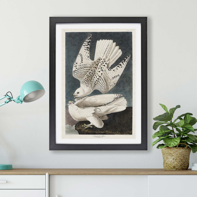 Two Gyrfalcons - Framed Print, Black, 33cm H x 45cm W x 2cm D