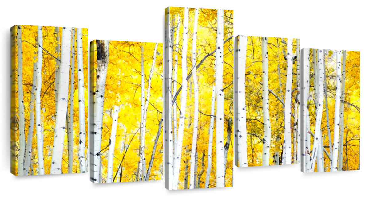 Millwood Pines Alvord Golden Birch Trees | Wayfair